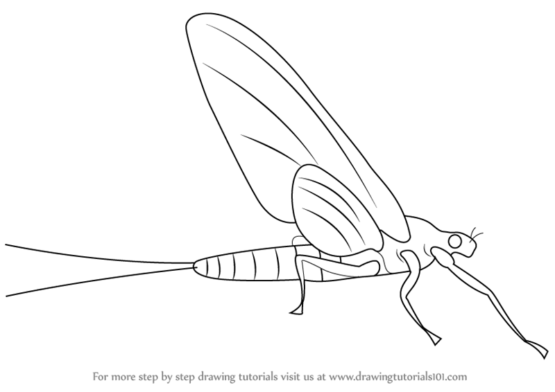 800x566 Learn How To Draw A Mayflies (Insects) Step By Step Drawing