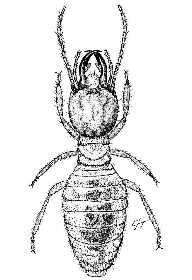 Termite Drawing at GetDrawings Free download