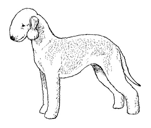 500x426 Breed Standards Bedlington Terrier United Kennel Club (Ukc)