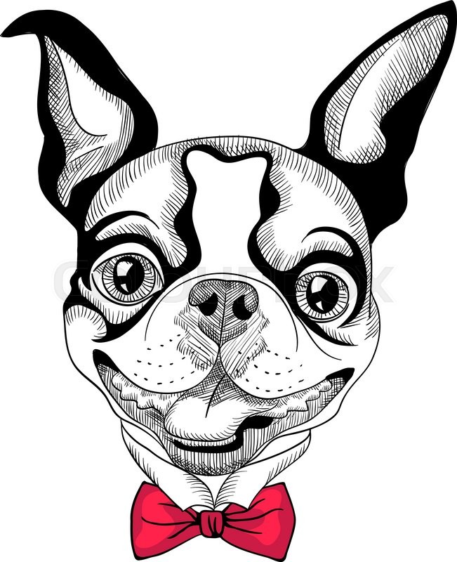 651x800 Funny Cartoon Hipster Boston Terrier Breed Smiling Stock Vector
