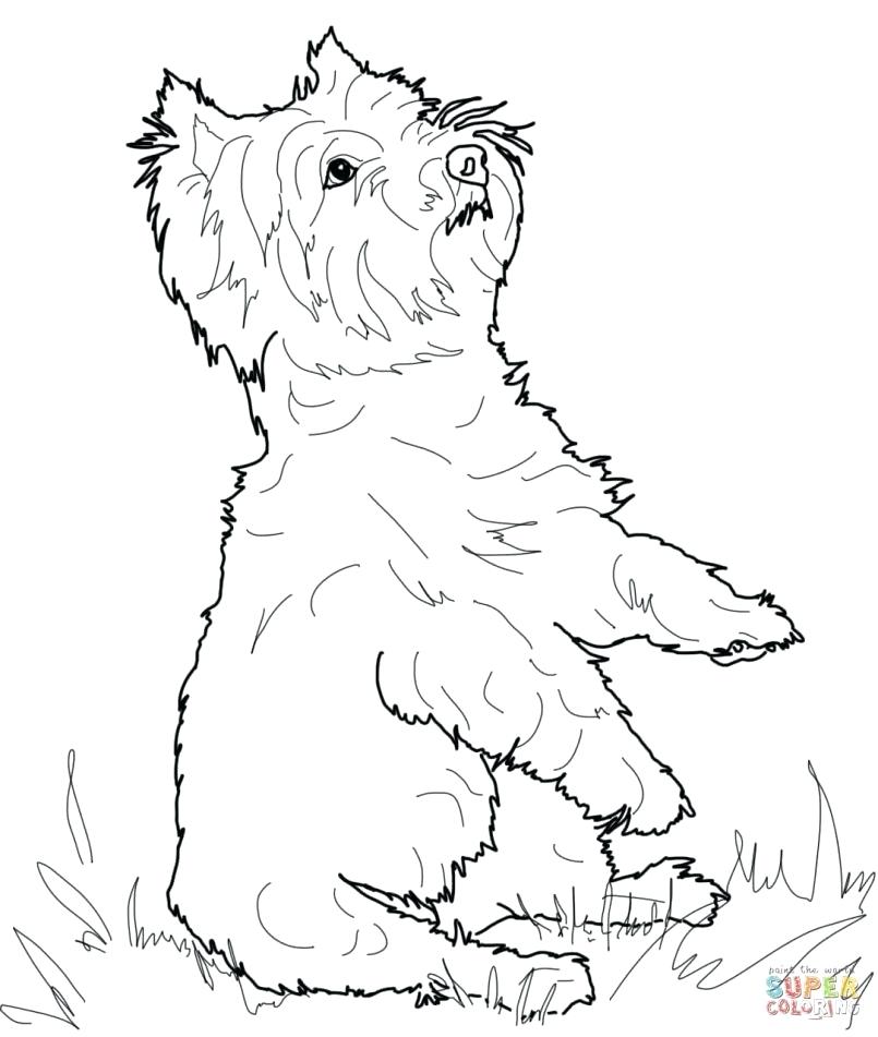 805x951 Boston Terrier Coloring Page