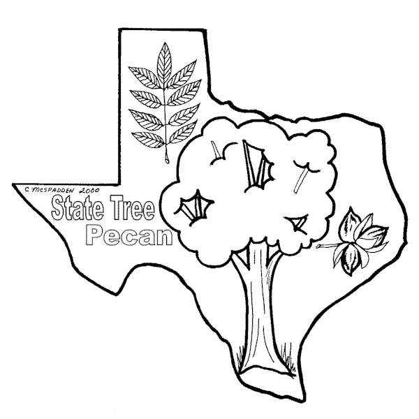 600x600 Texas State Tree Pecan
