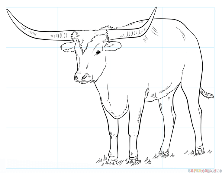 735x575 How To Draw A Longhorn Step By Step Drawing Tutorials