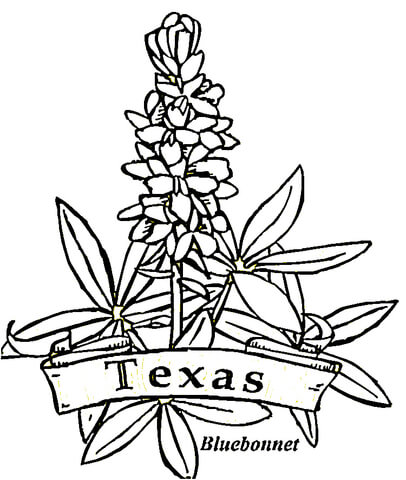 406x480 Texas Flowers Coloring Page Free Printable Coloring Pages