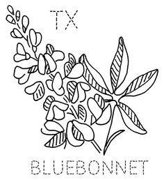 236x258 Texas Bluebonnet Line Drawing