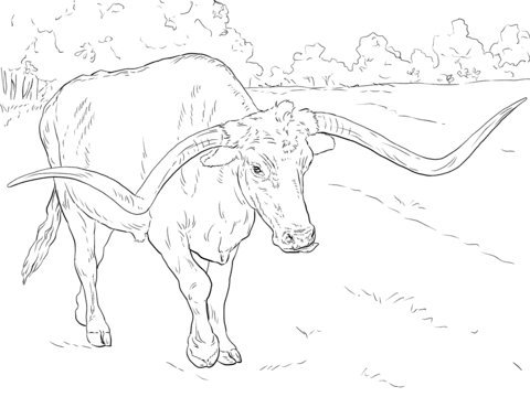 480x360 Realistic Texas Longhorn Coloring Page Free Printable Coloring Pages
