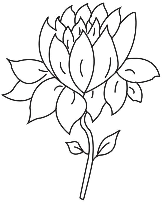 551x687 Lotus Flower Drawing Lotus Flower Handmade Greeting Cards