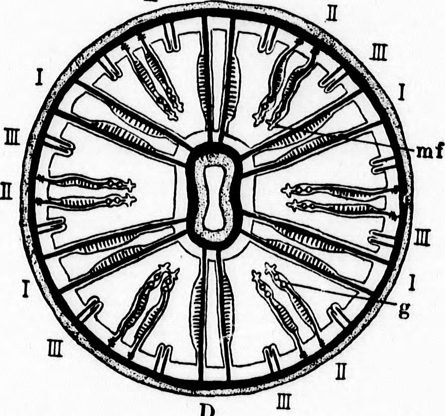 886x828 Image From Page 127 Of A Textbook Of Invertebrate