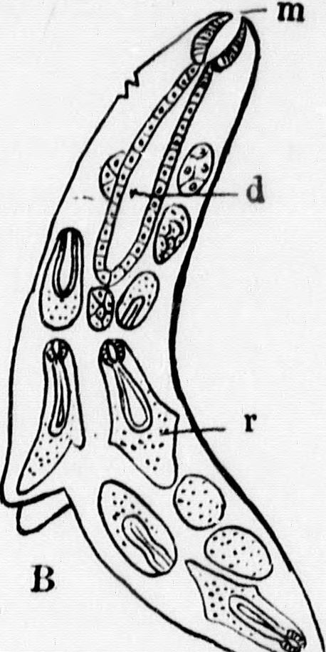 458x916 Image From Page 165 Of A Textbook Of Invertebrate