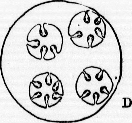 460x426 Image From Page 174 Of A Textbook Of Invertebrate