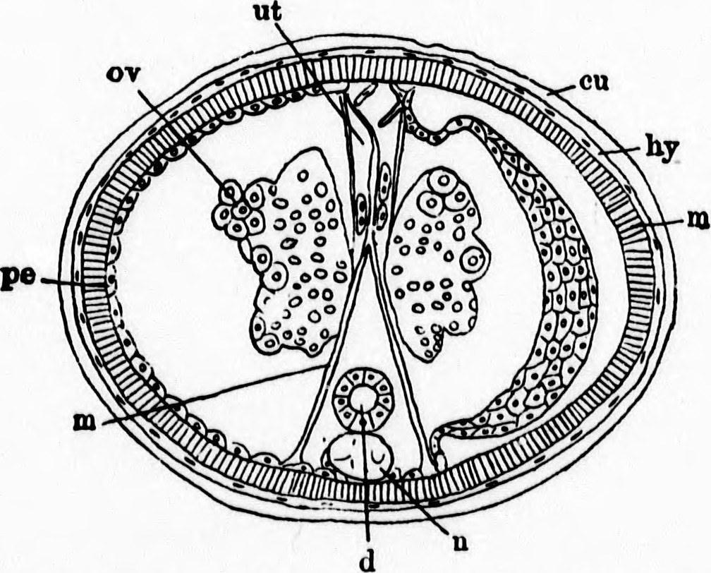 1008x812 Image From Page 194 Of A Textbook Of Invertebrate