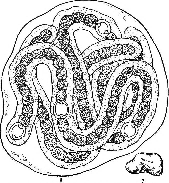 676x734 Image From Page 21 Of A Textbook Of Botany For Colleges