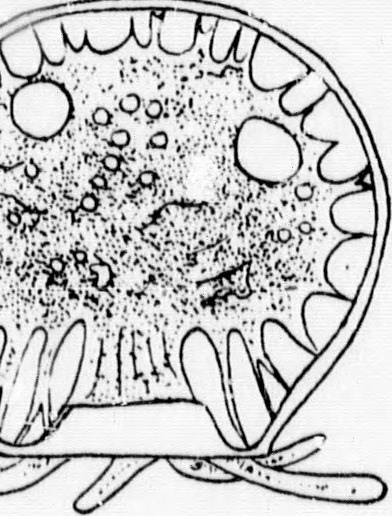 392x516 Image From Page 28 Of A Textbook Of Invertebrate