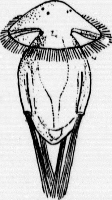 362x646 Image From Page 294 Of A Textbook Of Invertebrate