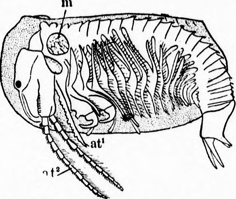 806x680 Image From Page 407 Of A Textbook Of Invertebrate