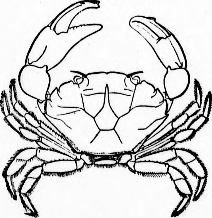 684x702 Image From Page 432 Of A Textbook Of Invertebrate