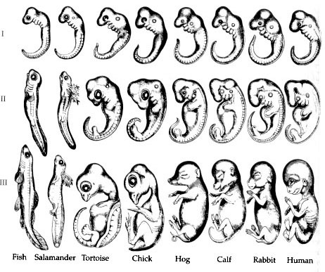 462x387 In Textbook Battle Over Evolution,