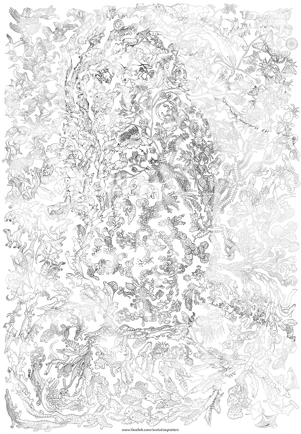 600x864 Evolution Posters