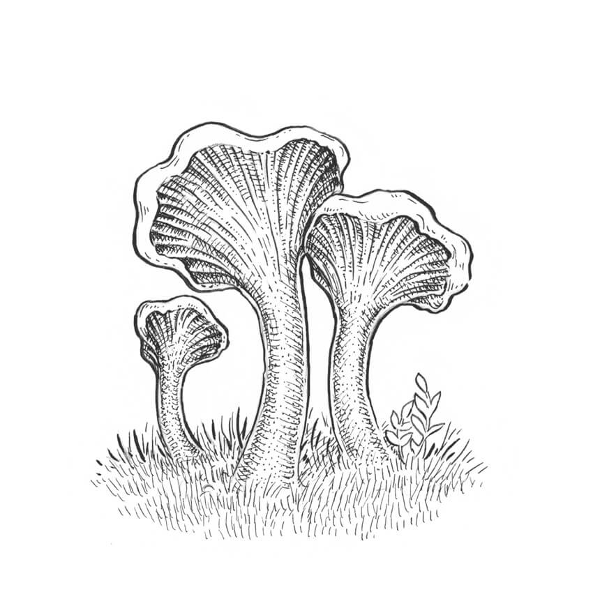 850x872 How To Draw A Mushroom