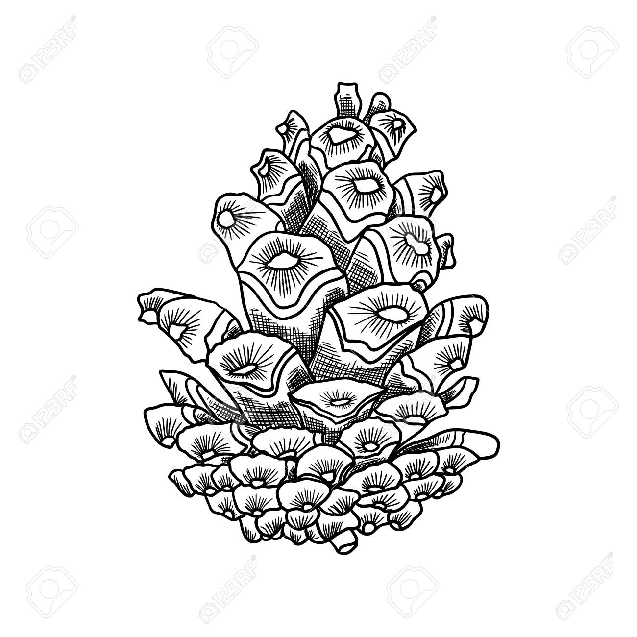 1300x1300 Hand Drawn Textured Fir Pine Cone Vector Illustration. Royalty