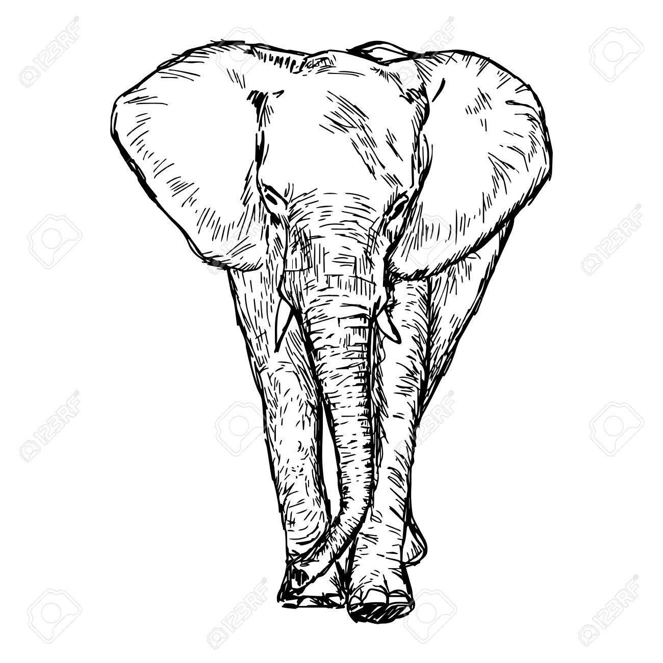 1300x1300 Illustration Vector Hand Drawn Doodle African Elephant Isolated
