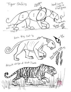 236x305 Drawn Artistic Tiger Pictures How To Draw A Siberian Tiger Step