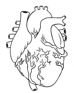 242x302 How To Draw A Human Heart Images For Quilt Projects