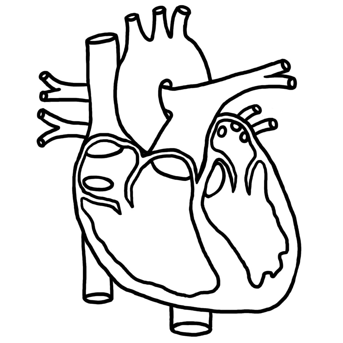 1200x1200 Human Heart Diagram Without Labels Tenderness.co