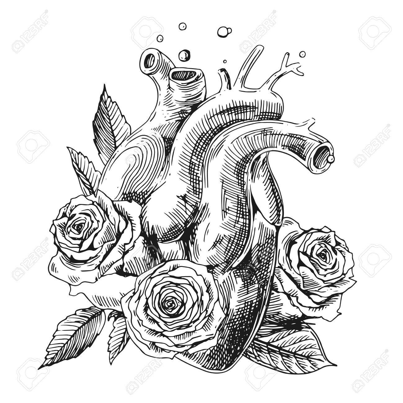 1299x1300 Illustration With Sketch Of Human Heart. Hand Drawn Vector