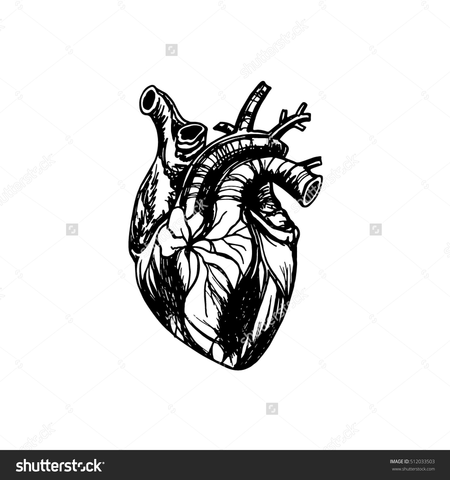 1500x1600 Pen Line Human Anatomy Clipart