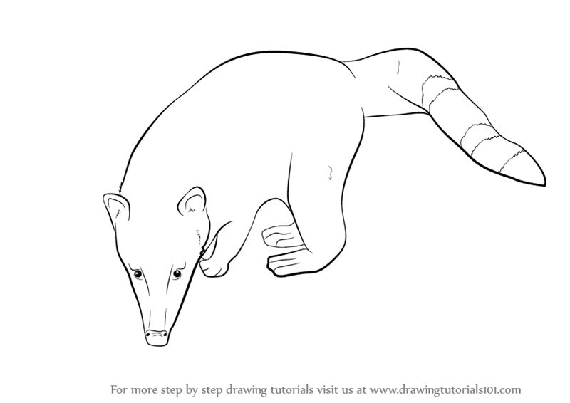 800x566 Learn How To Draw A Ring Tailed Coati (Wild Animals) Step By Step