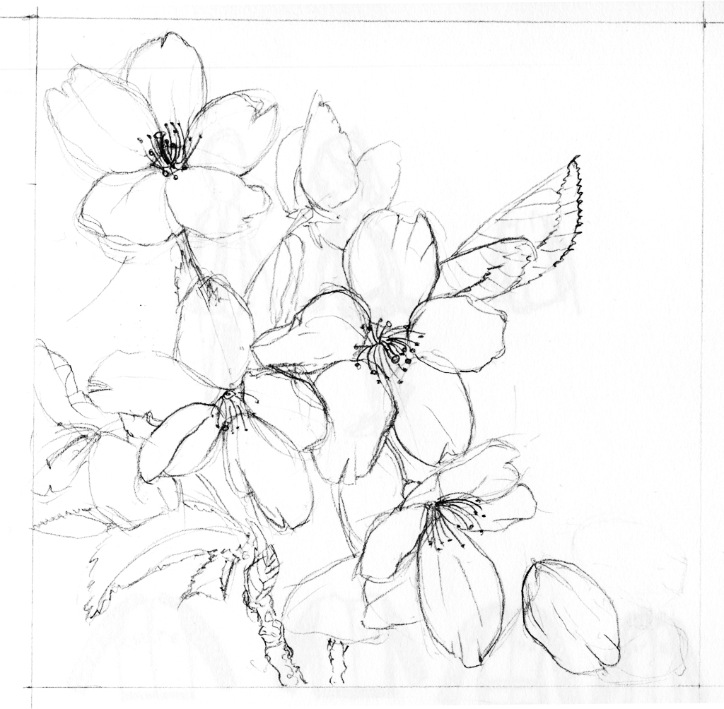 1024x1004 Cherry Blossom Pencil Drawing Cherry Blossom Flower Drawings