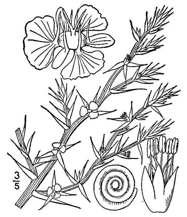 600x695 Russian Thistle