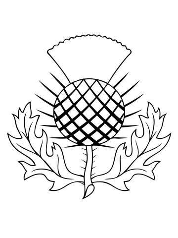 360x480 The Thistle Of Scotland Coloring Page Free Printable Coloring Pages