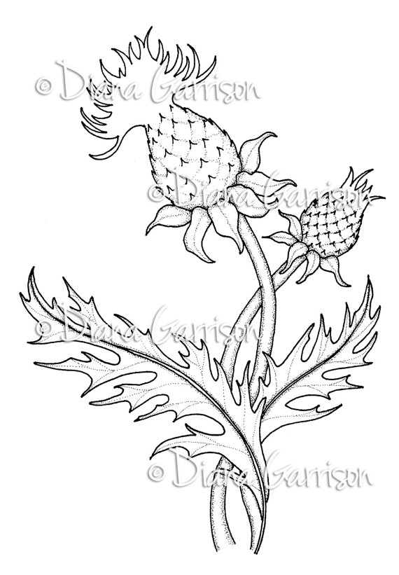 570x821 Thistle Digi Digital Stamp Diana, Digital And Etsy