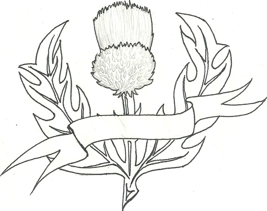 900x711 Thistle Drawings Tattoos Images Pictures Patterns