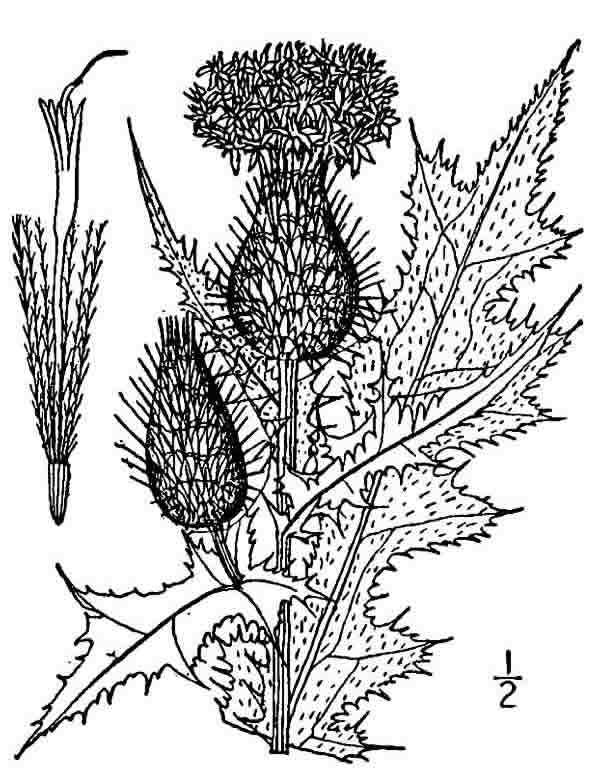 600x775 Bull Thistle