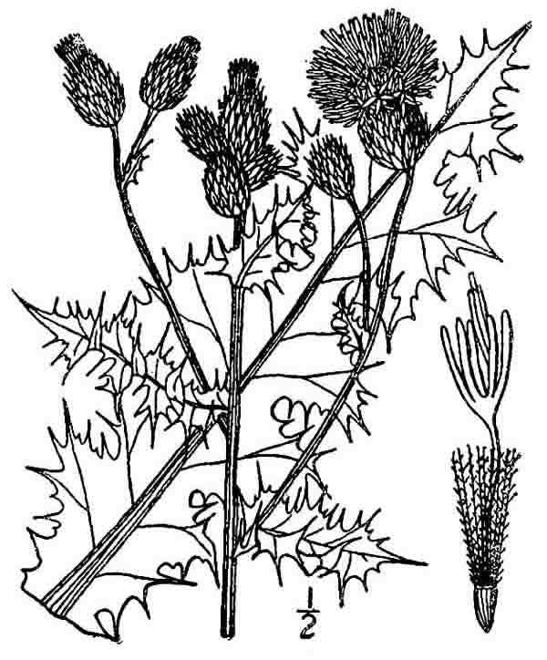 600x724 Canada Thistle