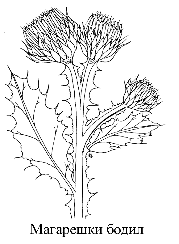 580x790 Scottish Thistle Woodcut