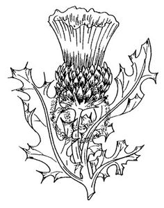 236x298 Scottish Thistles By Spacey's Bizarre Ink, Via Tattoo