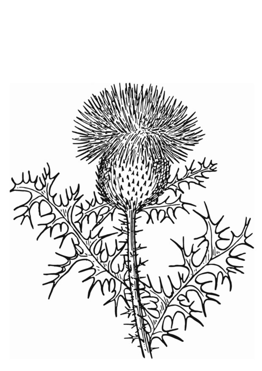 531x750 Coloring Page Thistle