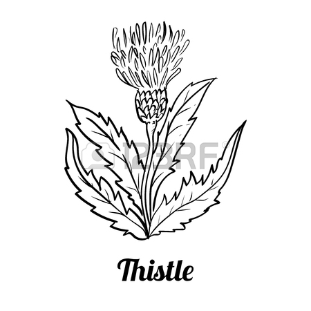 450x450 Hand Drawing Of Thistle Isolated On White Background. Black