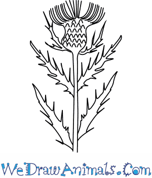 300x350 How To Draw A Thistle Flower