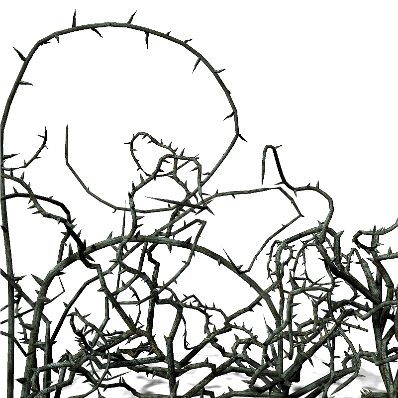 800x800 Pin By Timoteo Velosa On Thorns