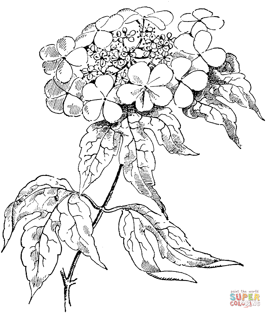 1019x1200 Rose With Thorns Coloring Page Free Printable Coloring Pages
