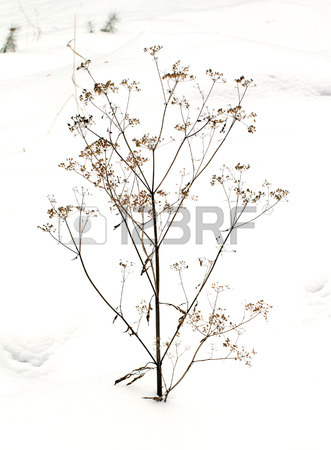 331x450 Thorn Bush In Winter Snow Stock Photo, Picture And Royalty Free