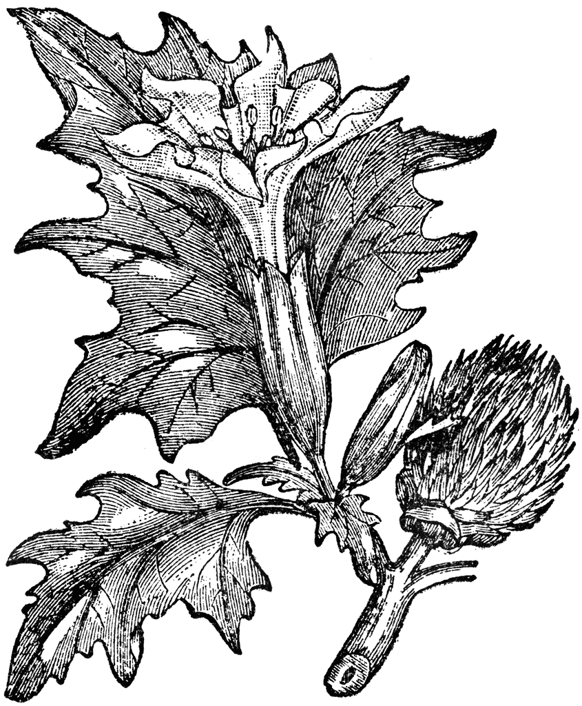 845x1024 Thorn Apple Clipart Etc