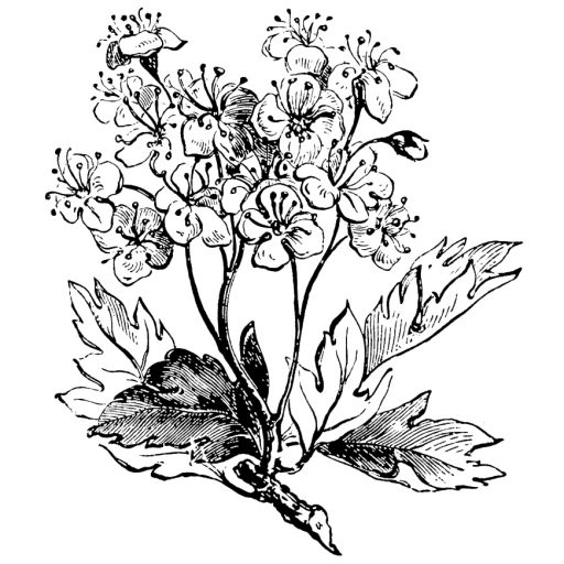 512x512 Haw Amp Thorn The Journal Of A Hedge Witch