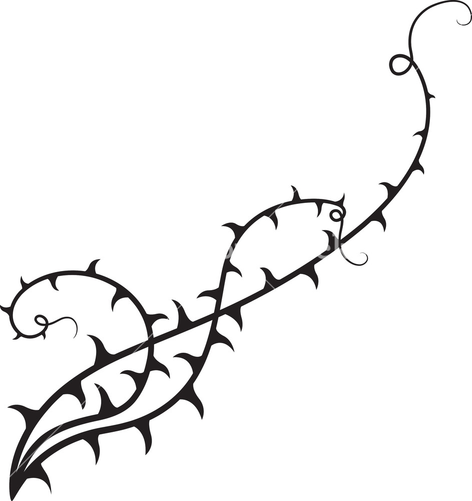 943x1000 Floral Thorn Vector Element Royalty Free Stock Image