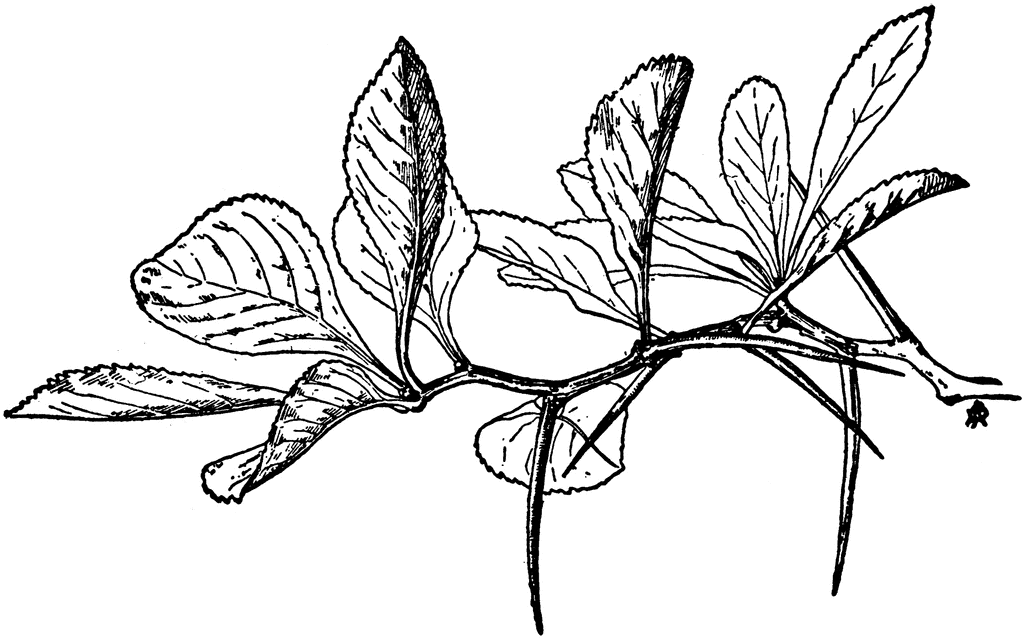 1024x638 Bush Clipart Thorn